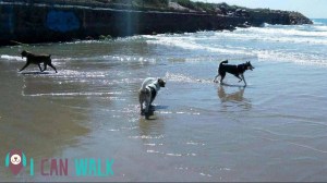 Playas Pet Friendly que admiten perros en Barcelona