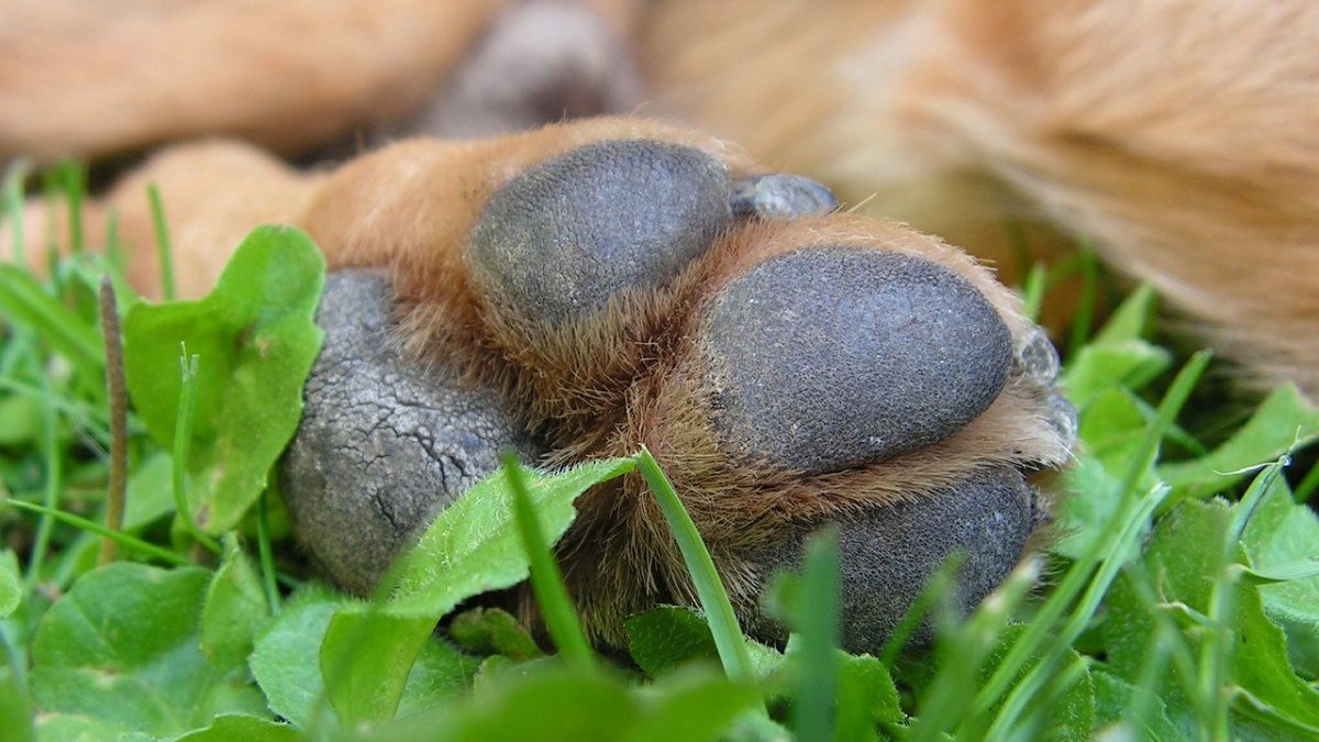 cuidado de las almohadillas