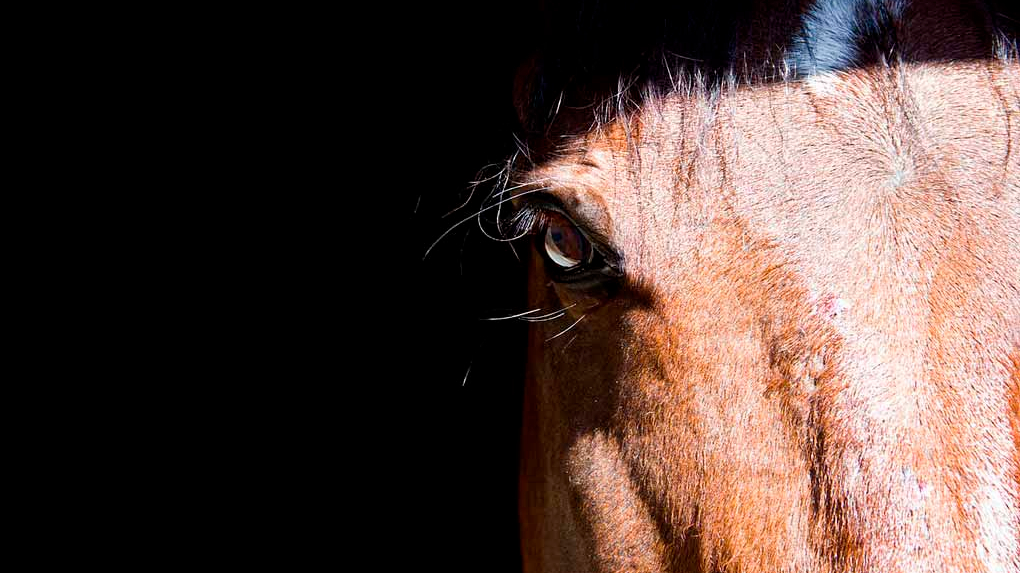 senderismo con perros beneficios para el perro