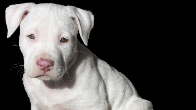 perro cachorro albino