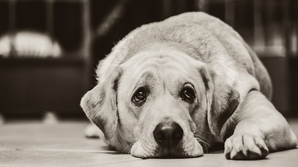 perros en el trabajo, beneficios para el empleado, el perro y la empresa