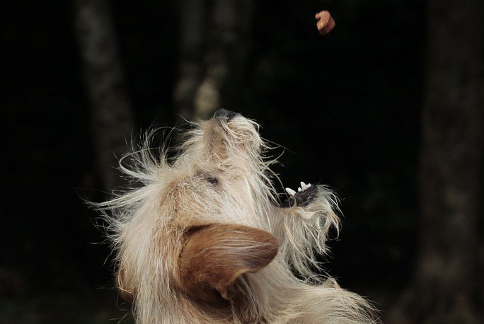 perro comiendo pienso