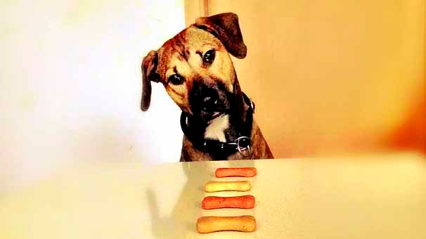 Nutrición Natural en perros