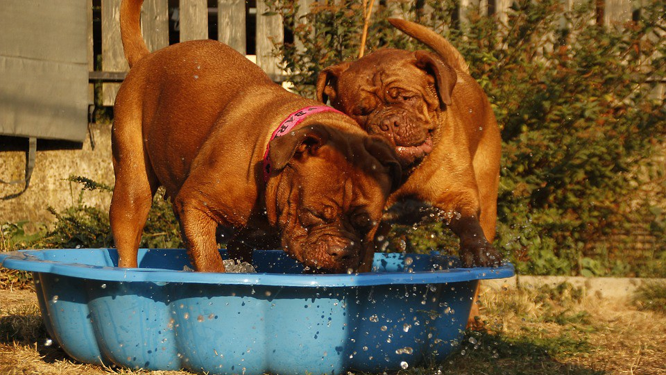 ozonoterapia para perros
