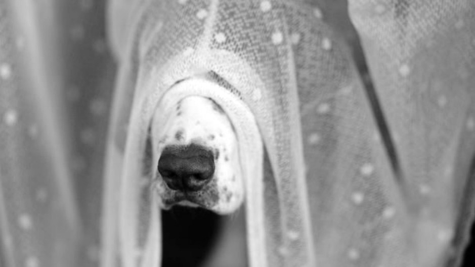 juegos con perros gratis