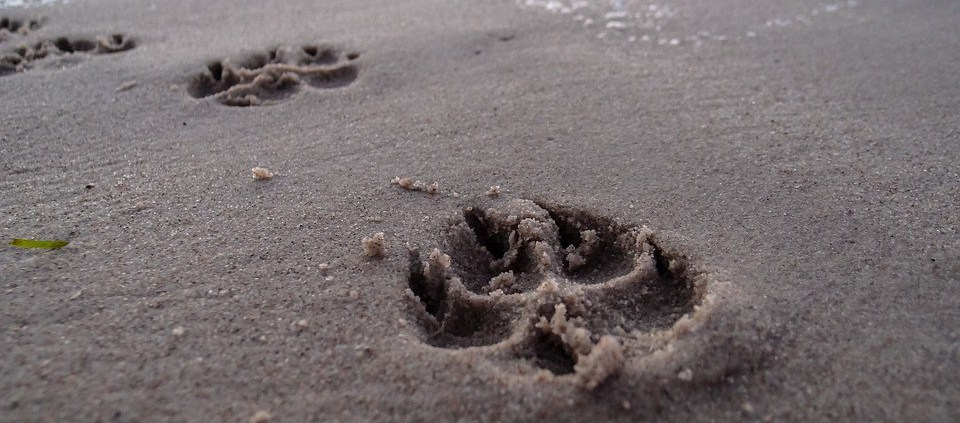 Playas Pet Friendly que admiten perros