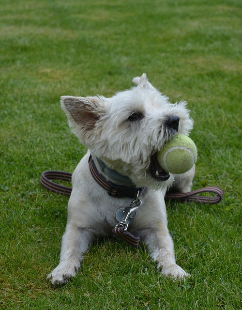 foto perro parqueb.jpg