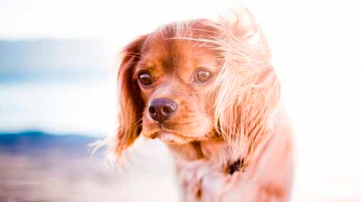 necesita protección solar mi perro