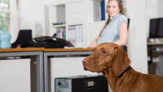 Perros en el trabajo: el mejor empleado