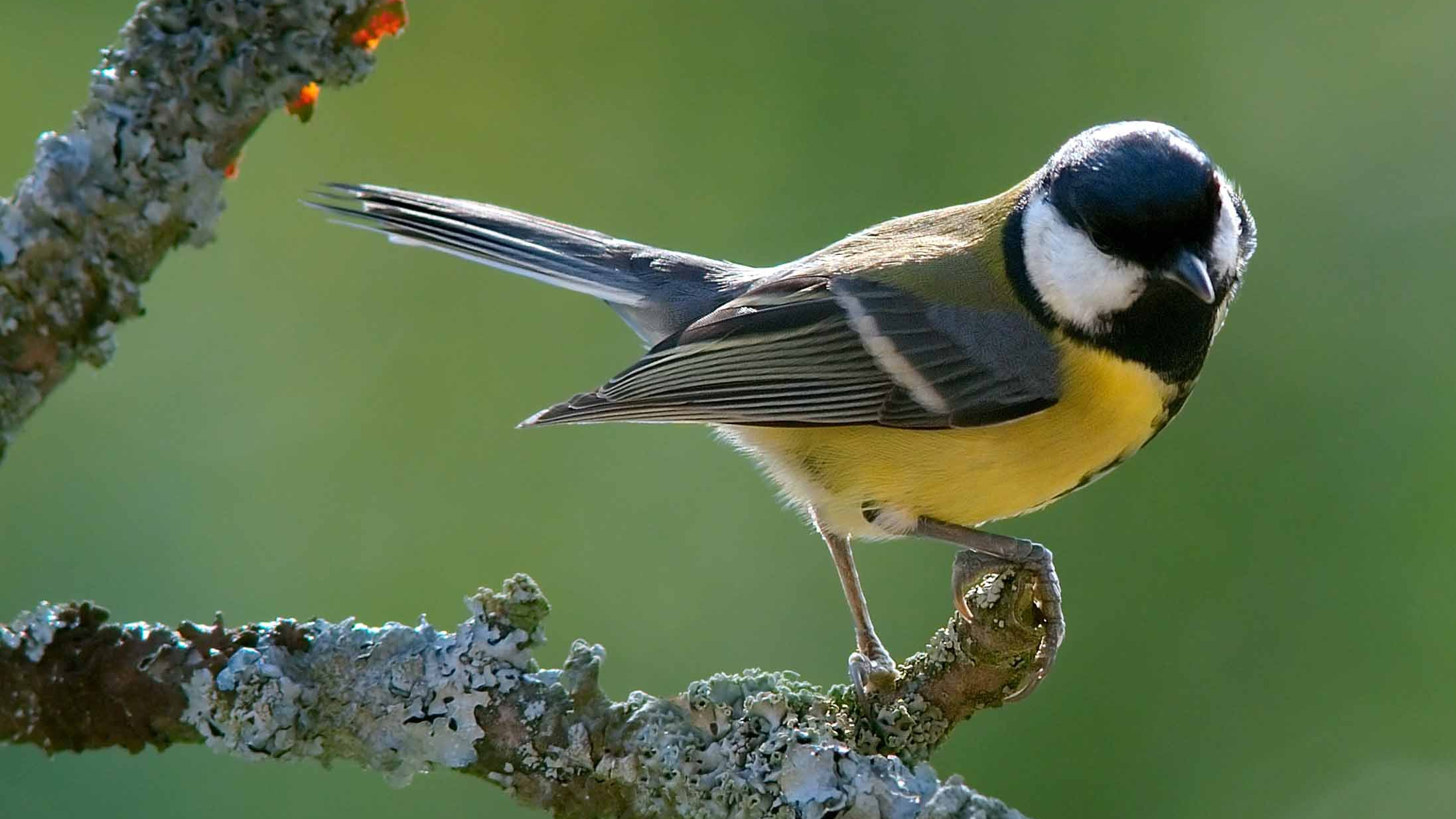 Parus major, tratamiento natural contra la procesionaria