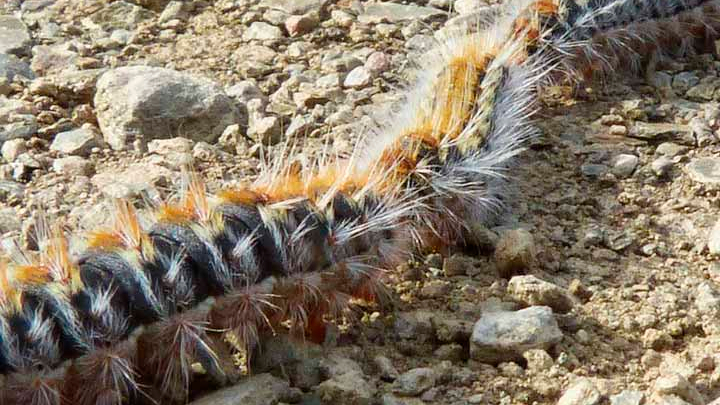 perros Procesionaria del pino