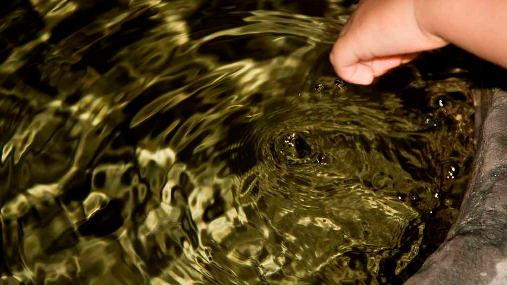 senderismo con perros beneficios para el hombre