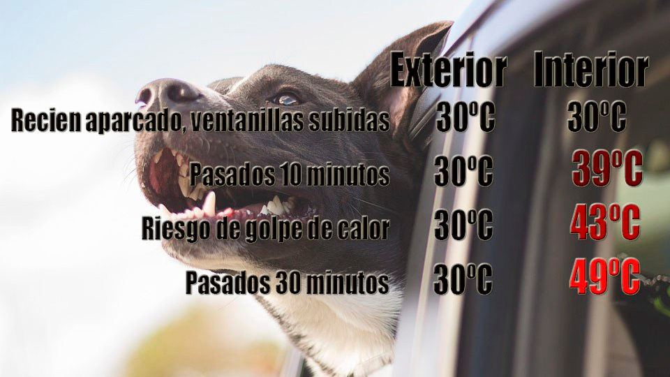 temparaturas coche verano perros
