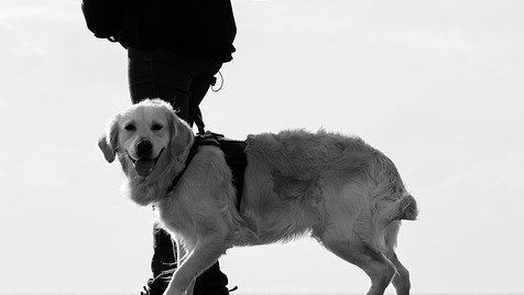 normativa perros en la montaña