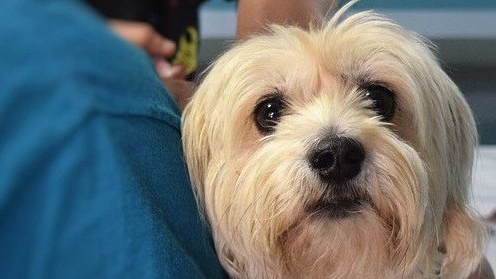 perros Donaciones de sangre caninas