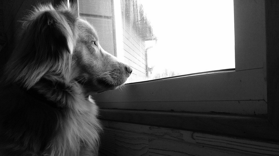 miedo a los petardos en perros