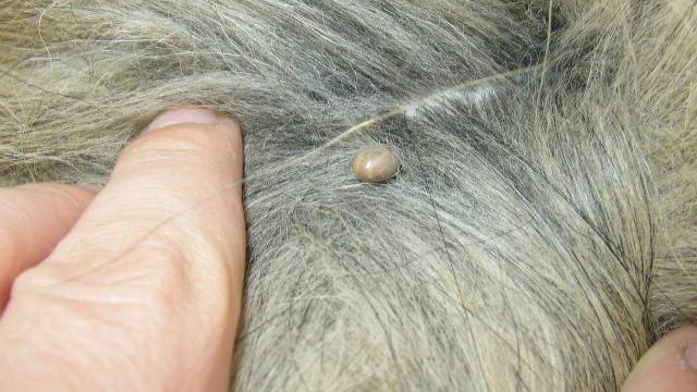 garrapata pegada al perro