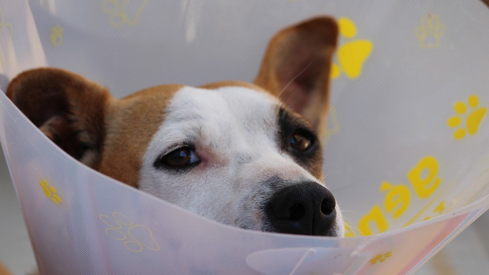 donación sangre en perros, perro con campana