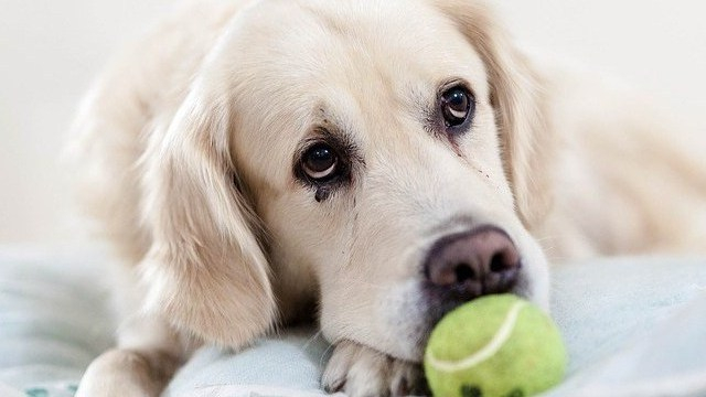 perros ansiendad por separación