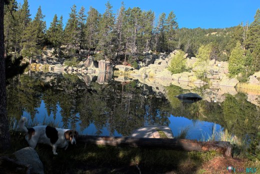 Lles de Cerdanya con Perros