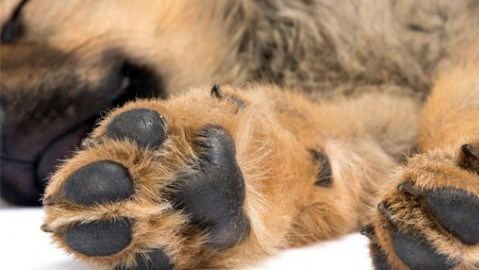 cuidados almohadillas perros