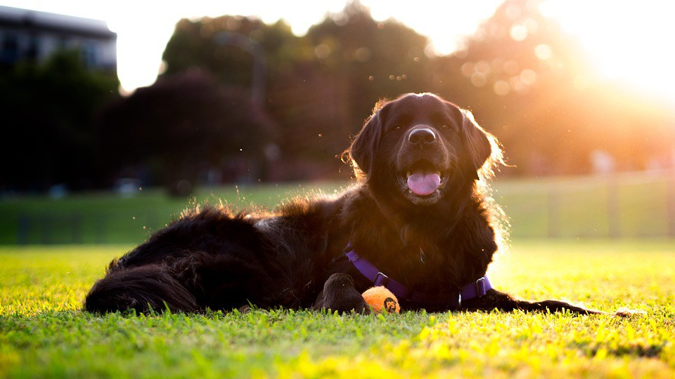 golpe de calor perro