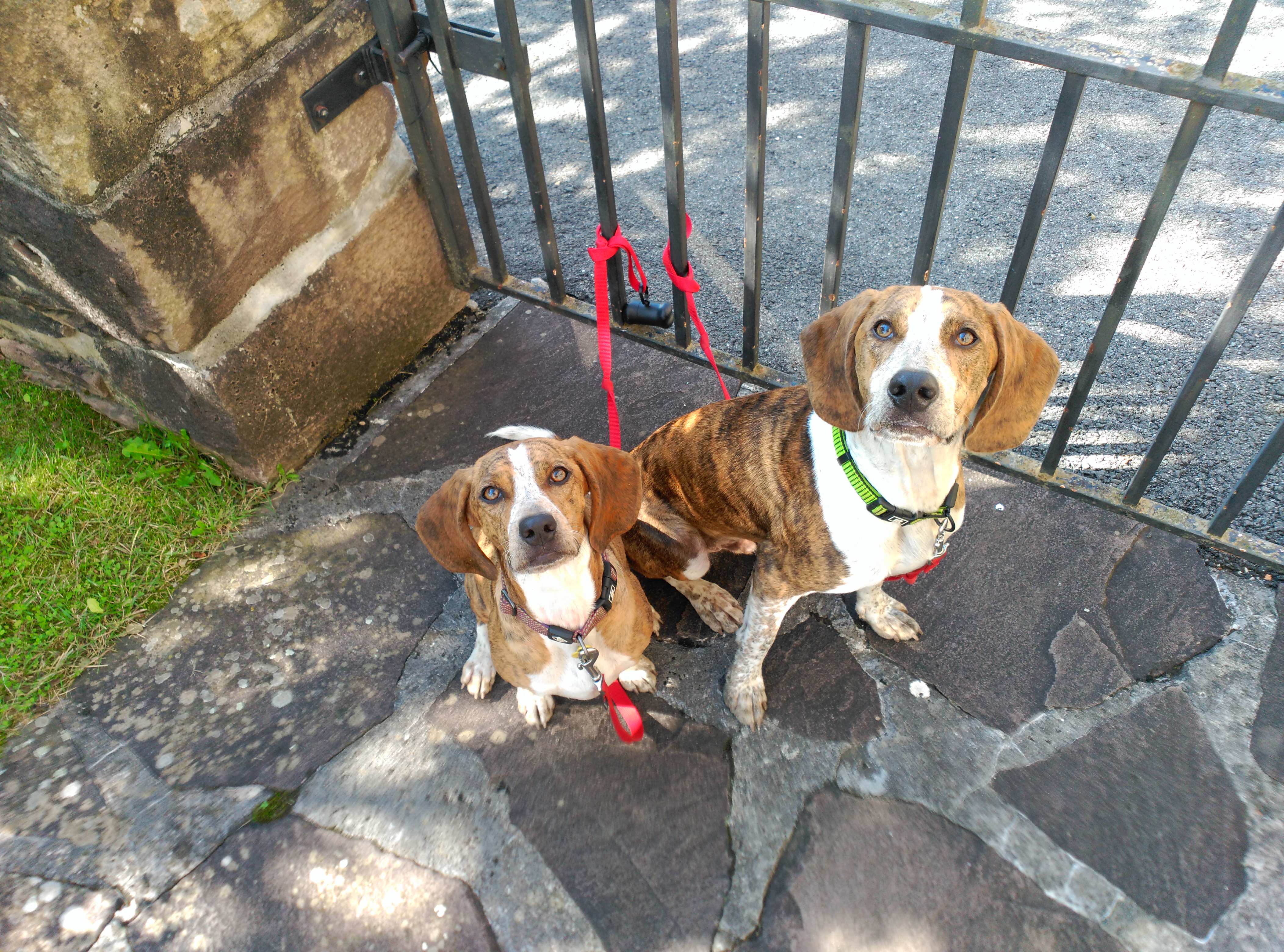 Camino con perros: Cuarta etapa Descansando en Berroeta