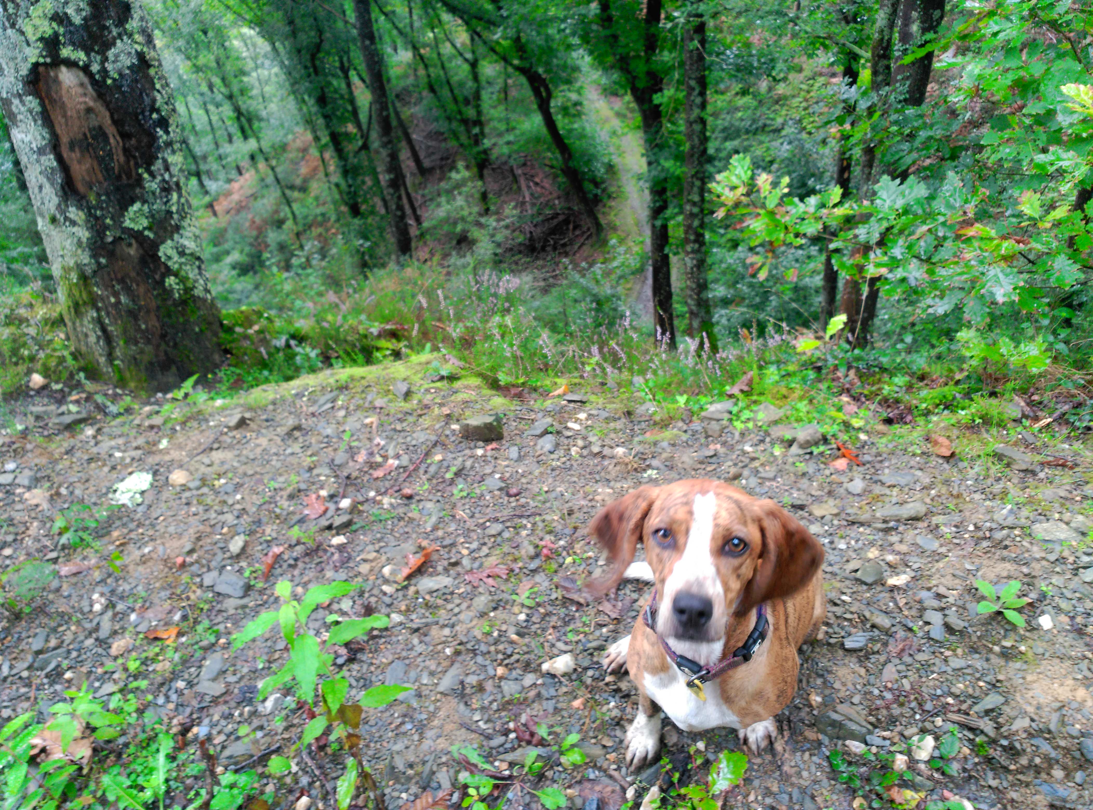 Camino con perros: Segunda Etapa Lola subiendo el Puerto de Otsondo