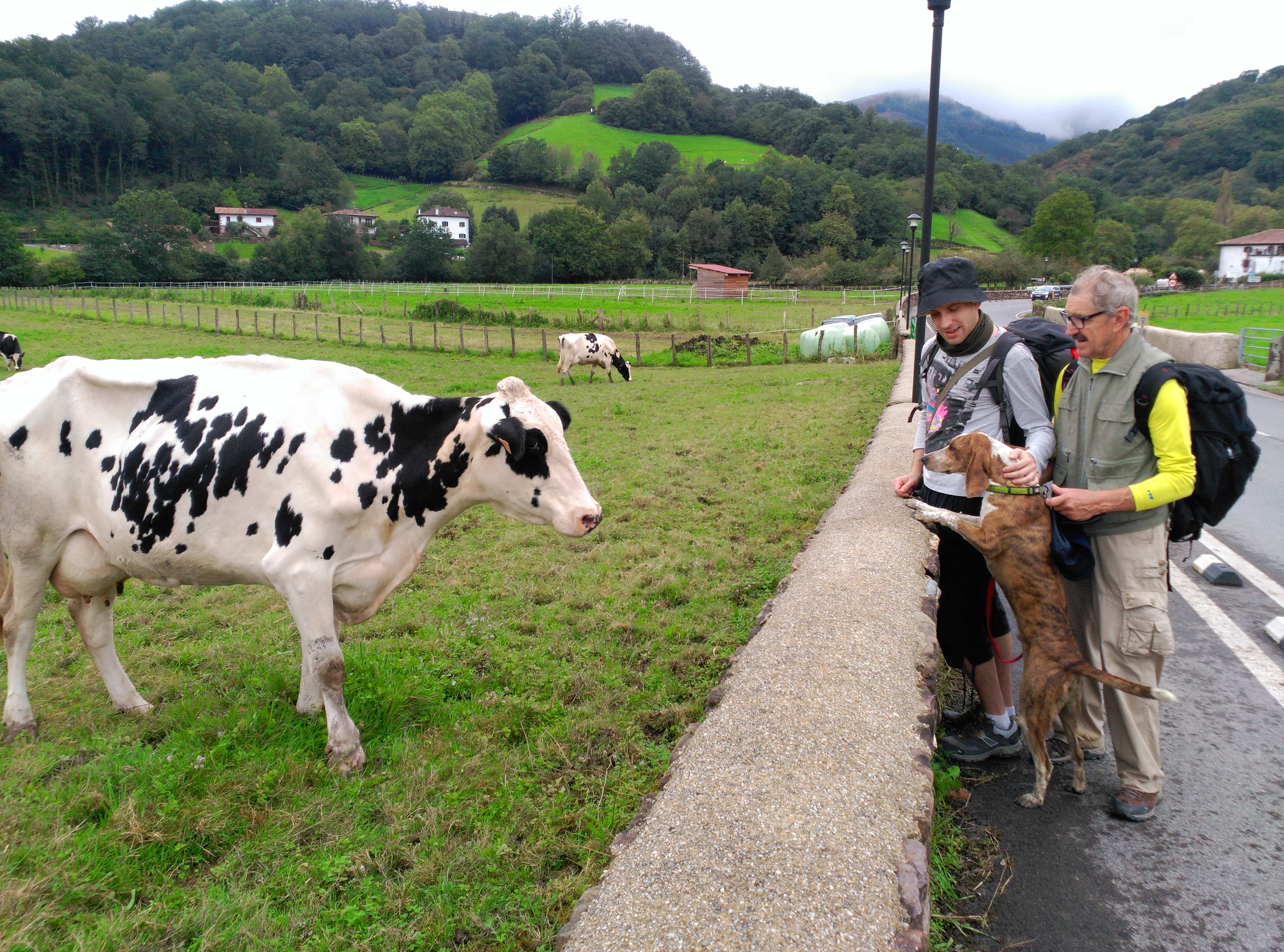 Camino con perros: Segunda Etapa Urdax Byron y su primer encuentro con una vaca