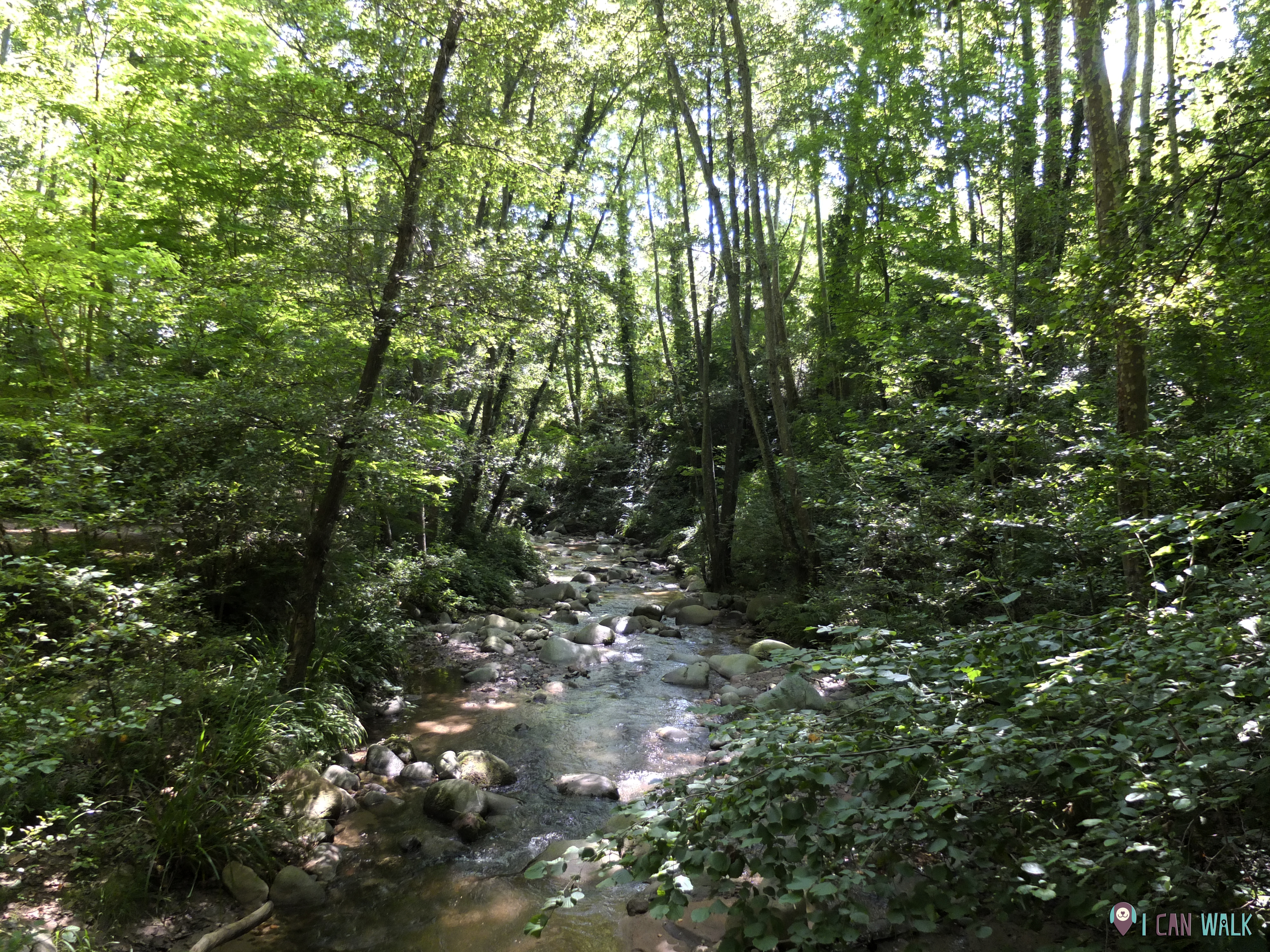 Riera d'Arbúcies, perros rio agua senderismo