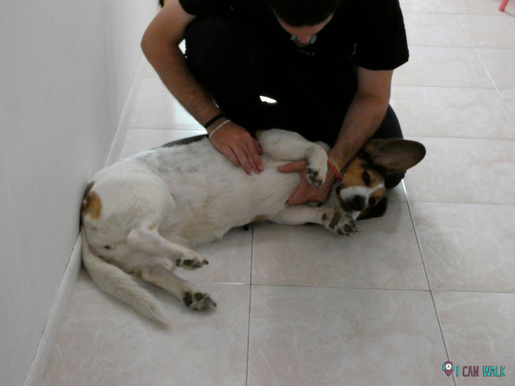 taller primeros auxilios caninos, salud y perros