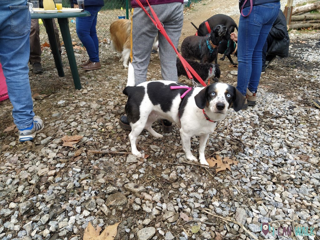 educación canina en grupo
